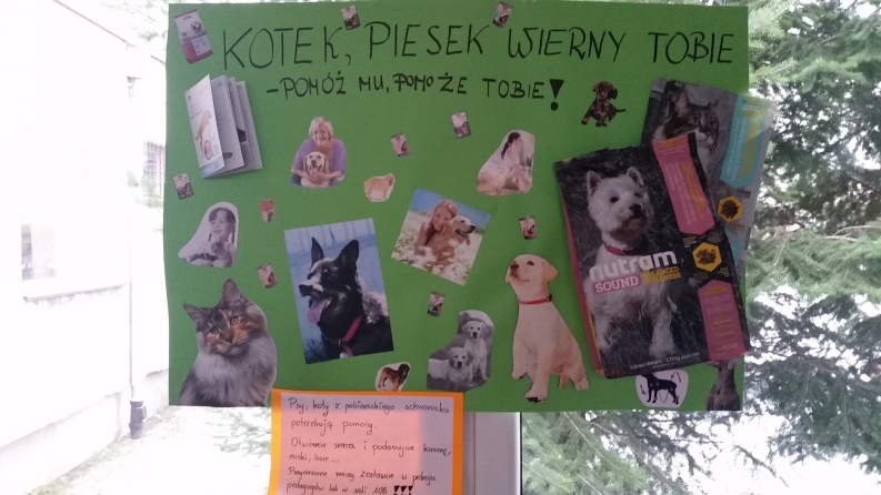akcja darw dla schroniska