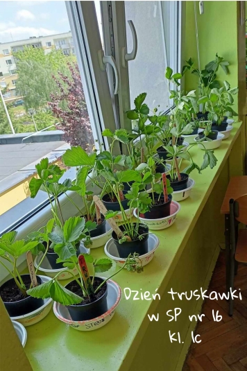 DZIE TRUSKAWKI W KLASIE 1C