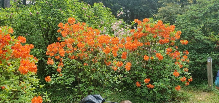 Lekcja biologii w terenie w Arboretum SGGW w Rogowie