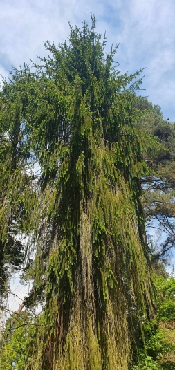 Lekcja biologii w terenie w Arboretum SGGW w Rogowie