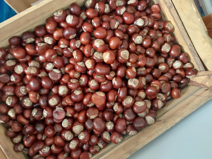 KASZTANOBRANIE DLA KRZYSIA