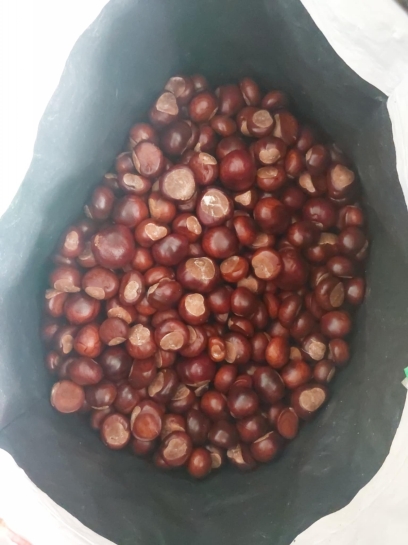 KASZTANOBRANIE DLA KRZYSIA